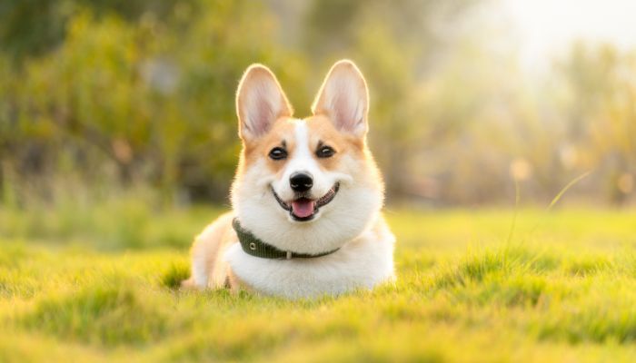 dog headstones